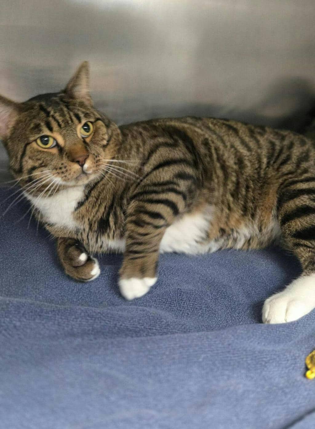 Simba - Domestic Short Hair cat available for adoption at Ontario SPCA (Central Ontario) in Toronto