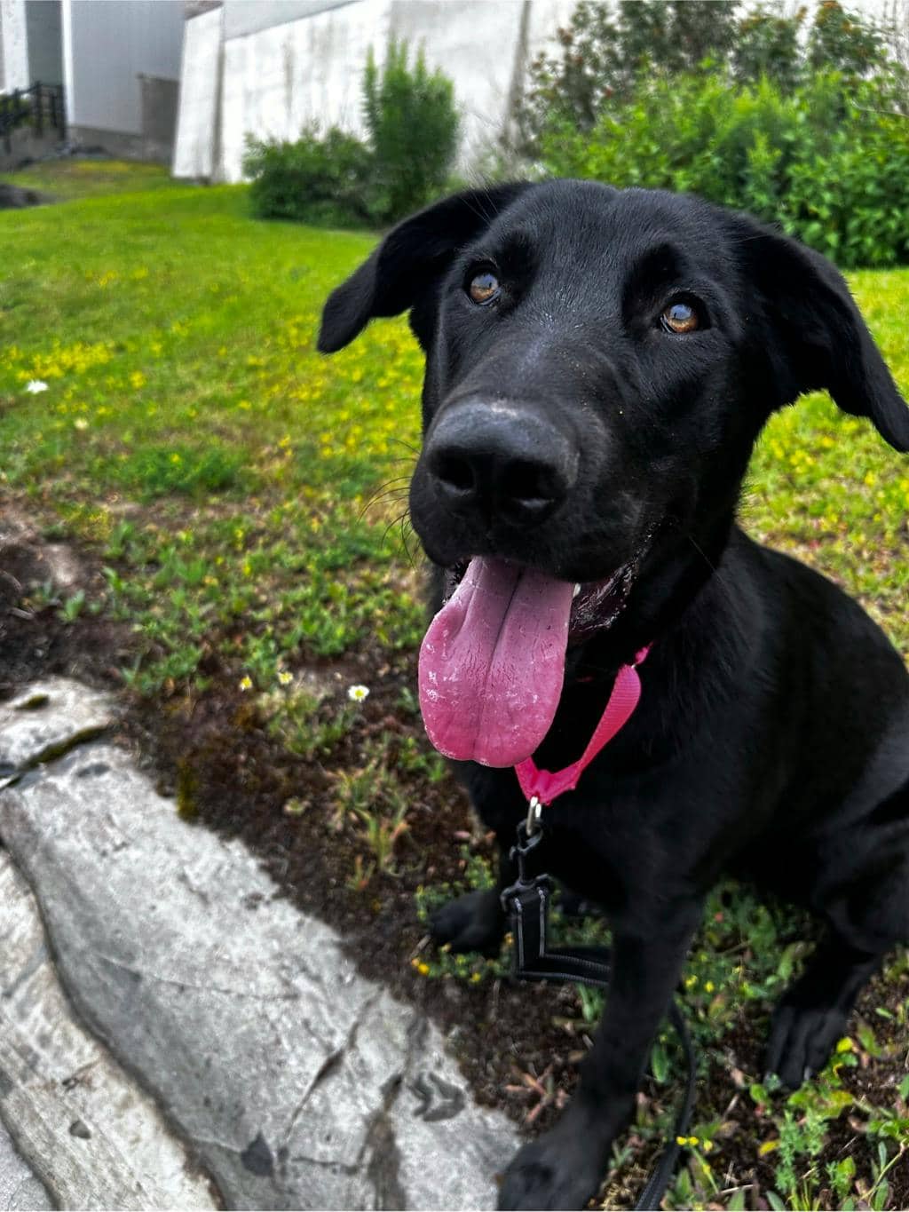 Elsa - Labrador Retriever available for adoption at Ontario SPCA (Sudbury) in Sudbury