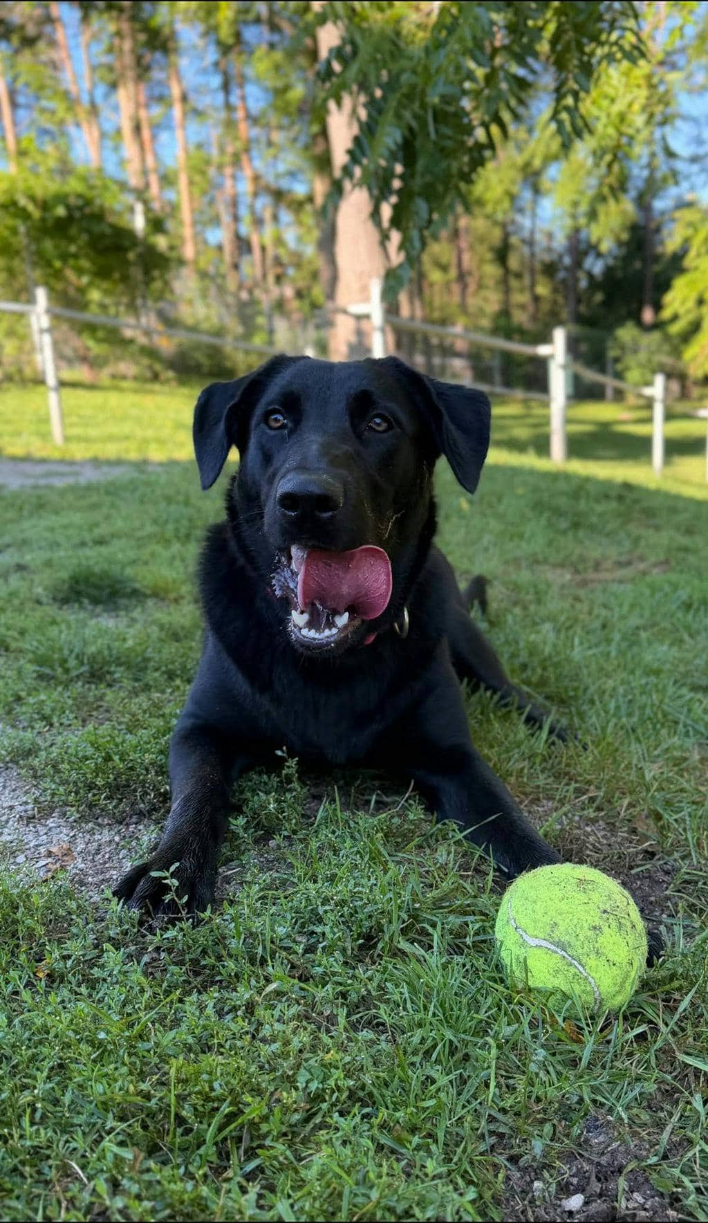 Elsa - Labrador Retriever available for adoption