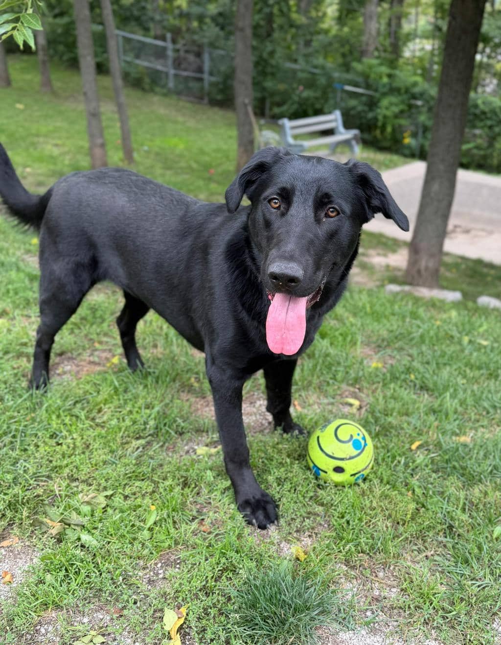 Elsa - Labrador Retriever available for adoption