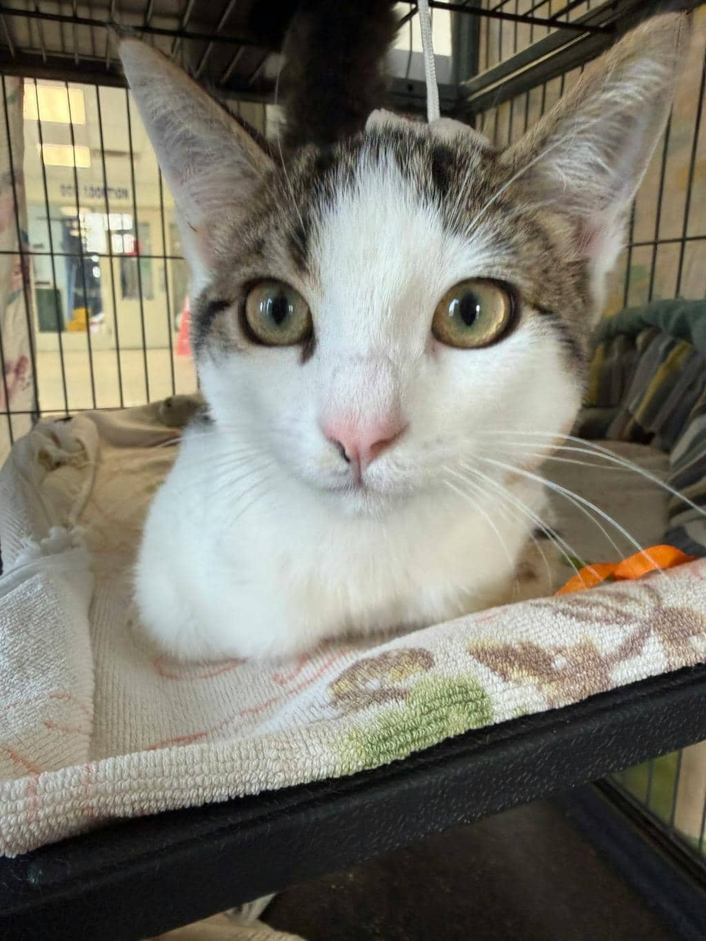 Lord Reginald Of Winchester - Domestic Short Hair cat available for adoption at Ontario SPCA (Central Ontario) in Toronto