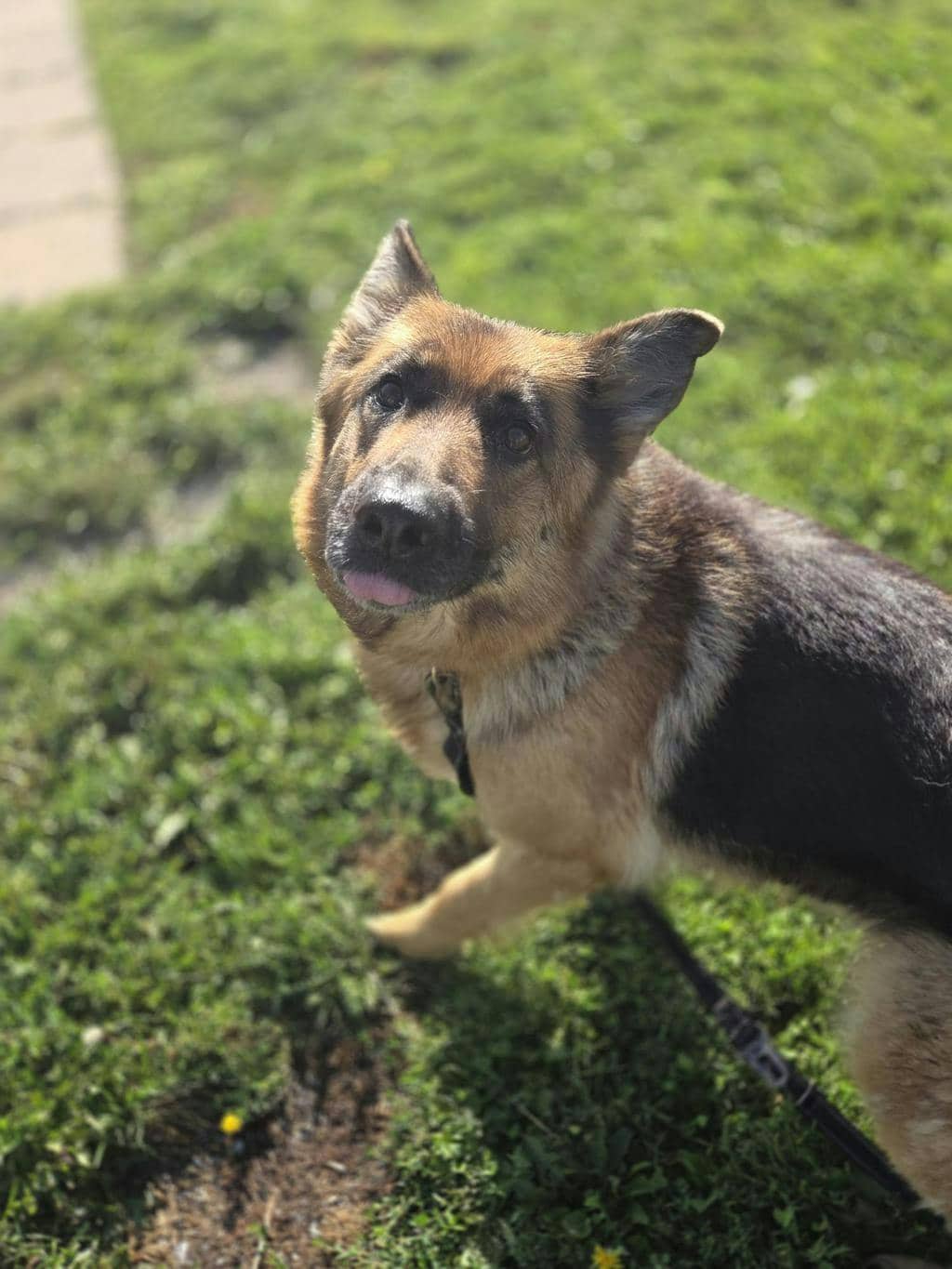 Kiwi (delayed Adoption) - German Shepherd available for adoption at Ontario SPCA (Toronto Area) in Toronto