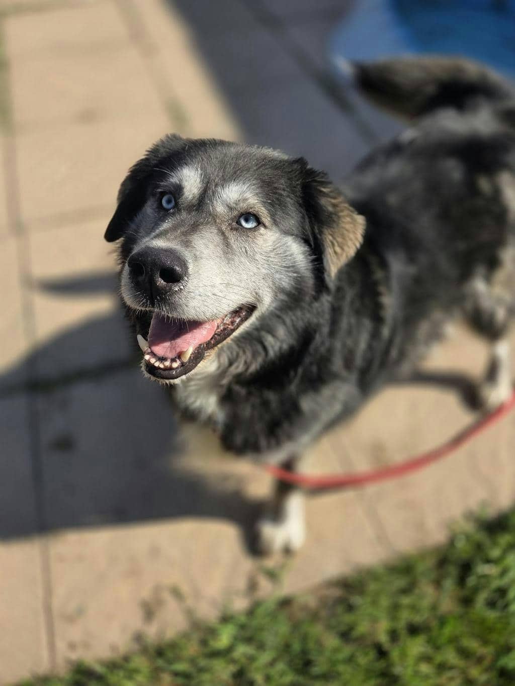Gerry (delayed Adoption) - Alaskan Husky available for adoption at Ontario SPCA (Toronto Area) in Toronto