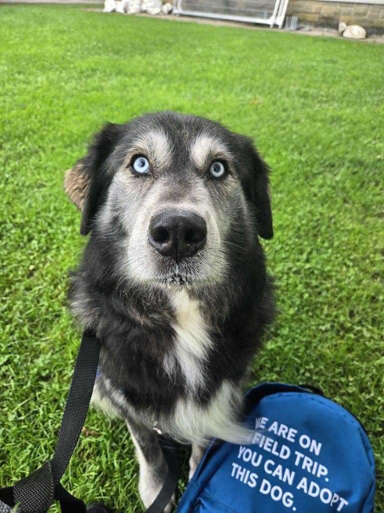 Gerry - Alaskan Husky available for adoption