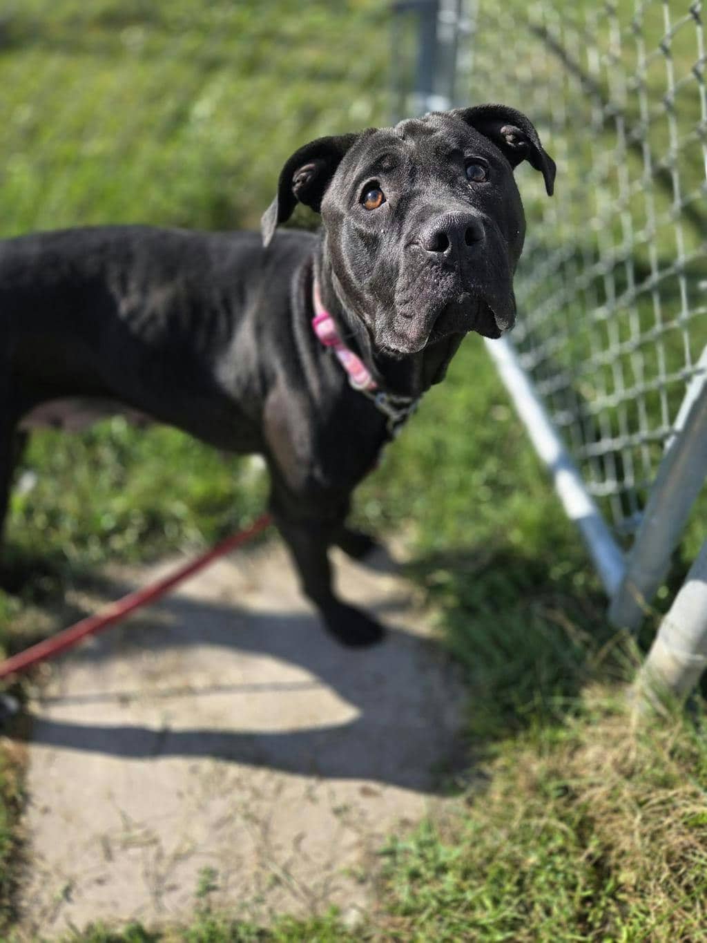 Norma - American Bulldog available for adoption