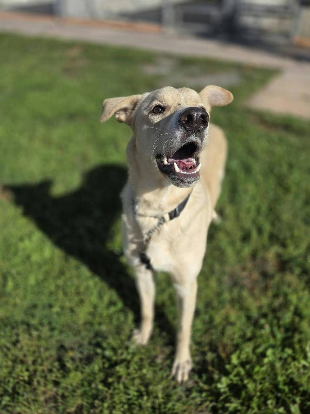 Jam - Labrador Retriever available for adoption
