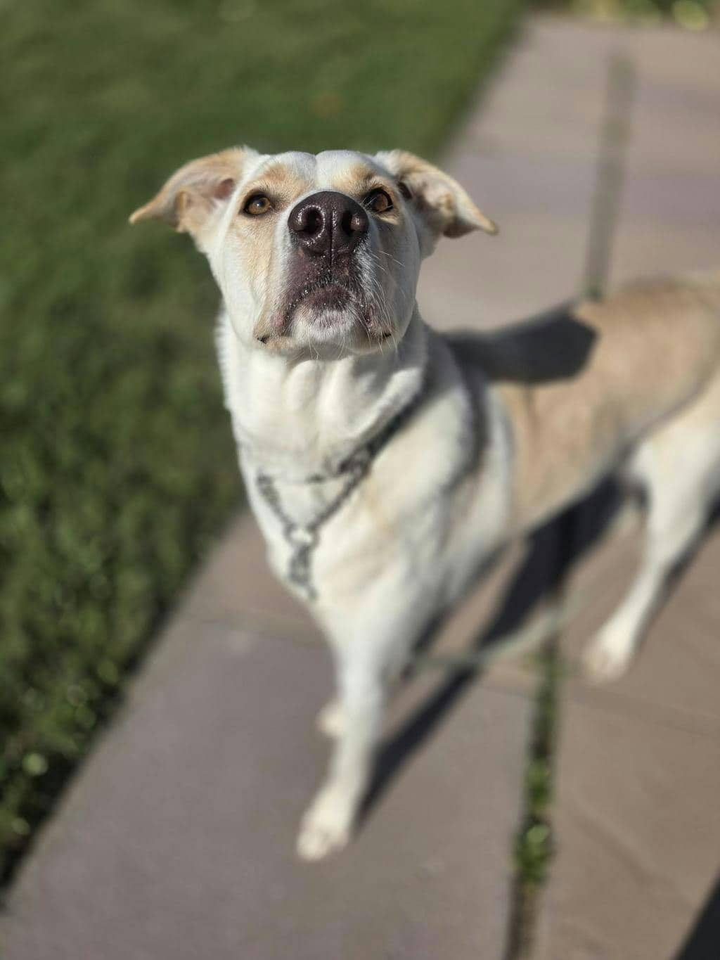 Butters - Labrador Retriever available for adoption