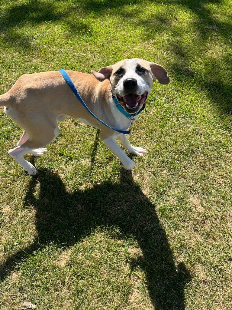 Winston - Boxer available for adoption