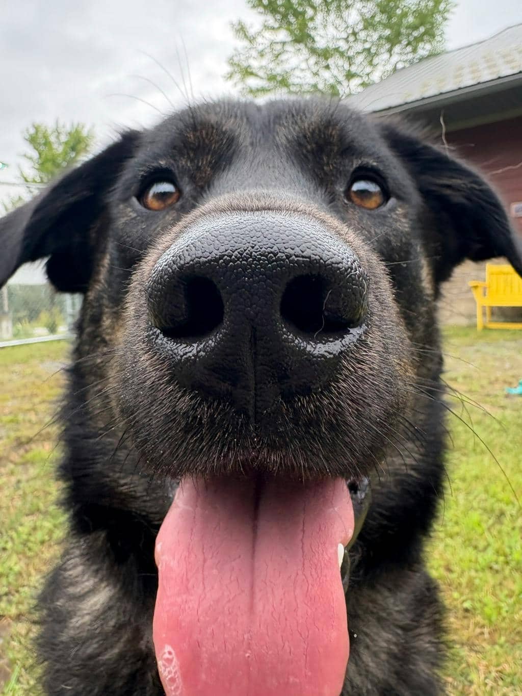 Vader - Labrador available for adoption at Ontario SPCA (Central Ontario) in Toronto