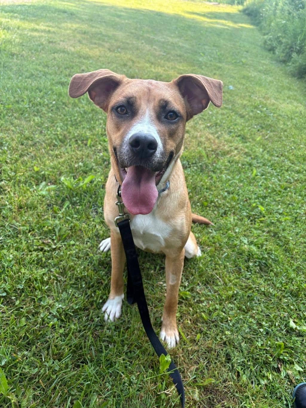 Coconut - Boxer available for adoption