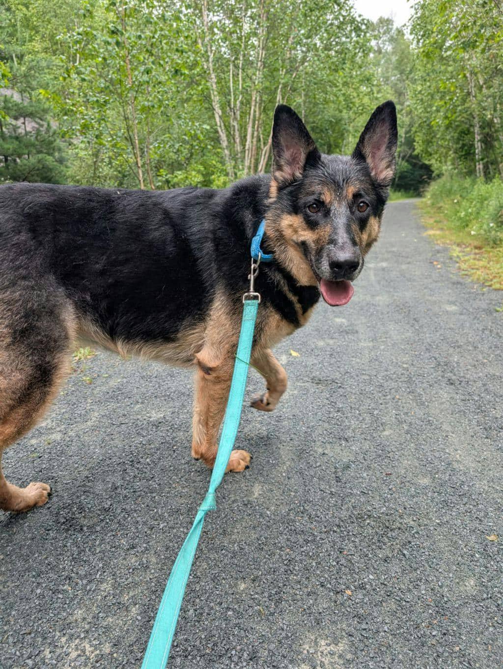Shadow - German Shepherd available for adoption