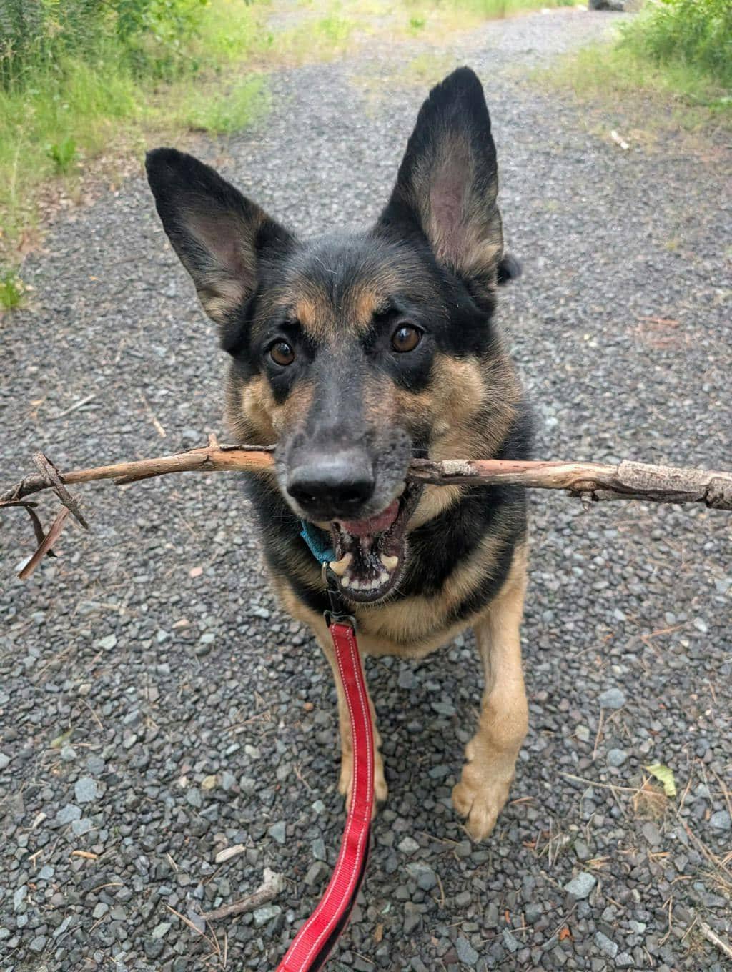 Shadow - German Shepherd available for adoption