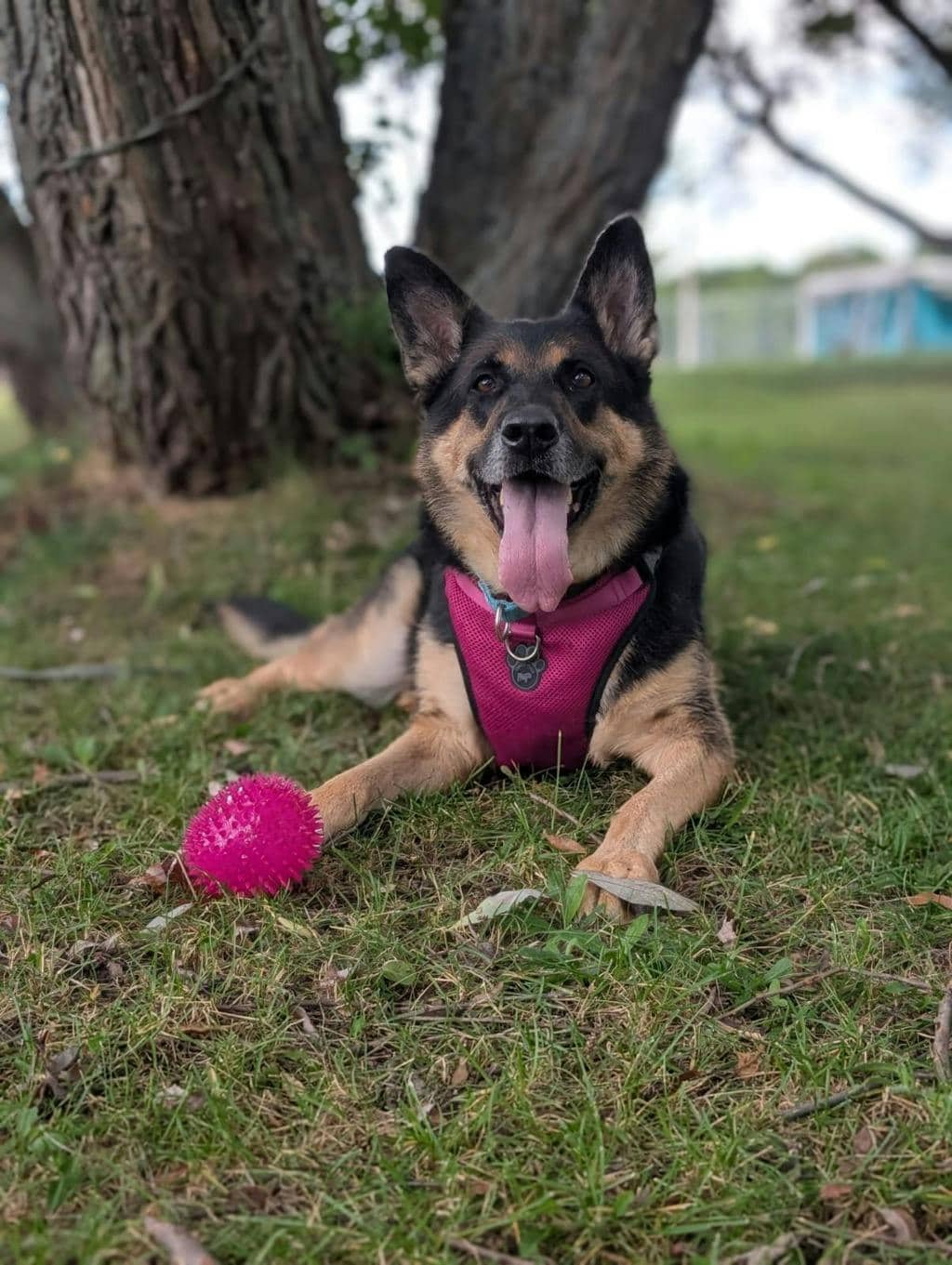 Shadow - German Shepherd available for adoption