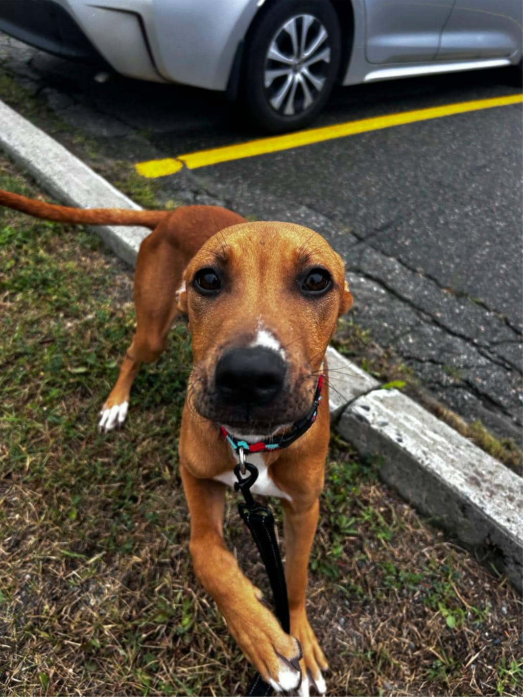 Pecan - Boxer available for adoption