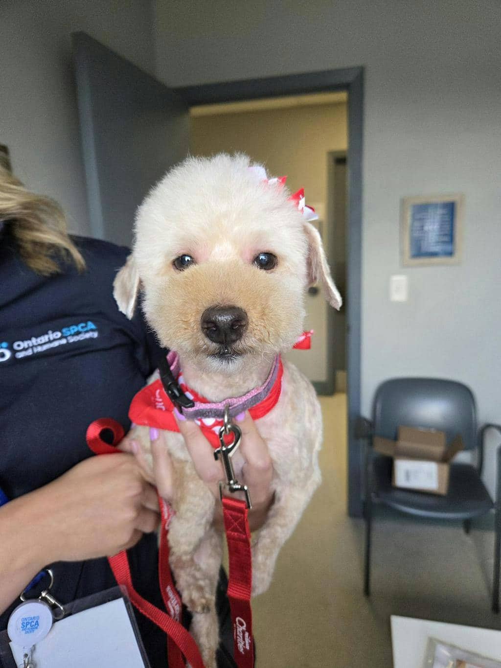 Peanut (delayed Adoption) - Poodle Miniature available for adoption at Ontario SPCA (Toronto Area) in Toronto