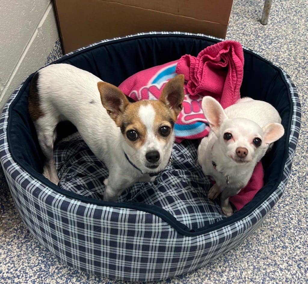 Bunny - Chihuahua available for adoption