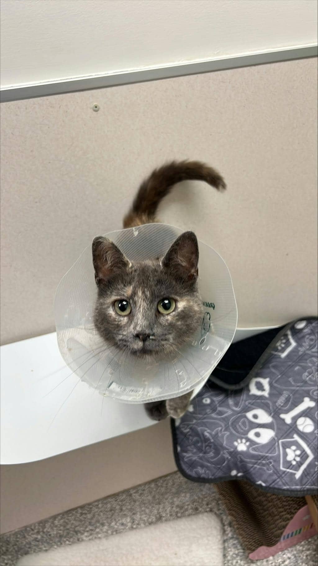 Haze - Domestic Short Hair available for adoption