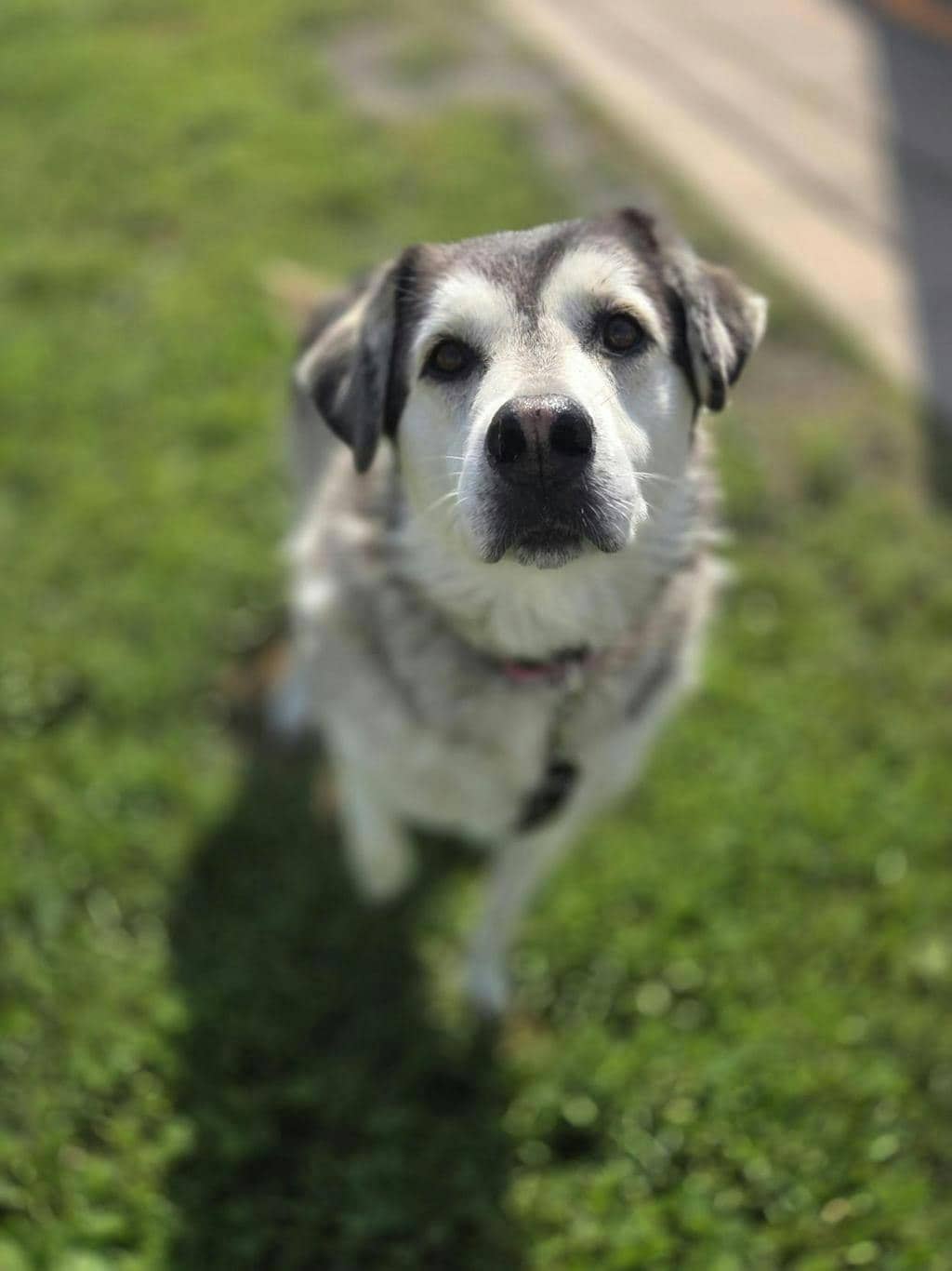 Luna - Husky Mixed available for adoption at Ontario SPCA (Toronto Area) in Toronto
