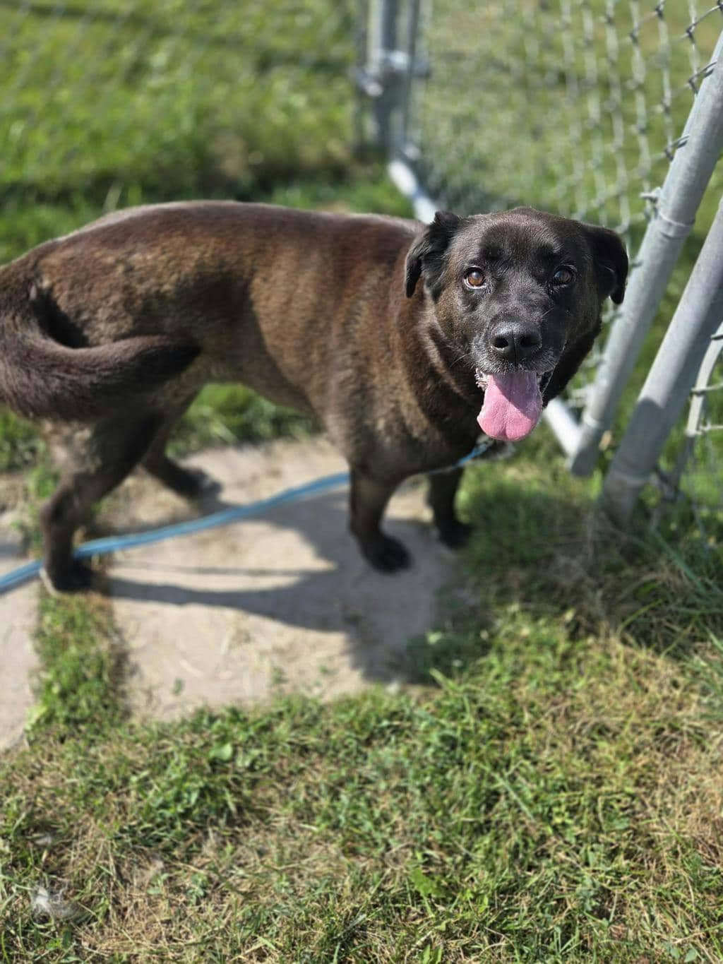 Rexy - Labrador Retriever available for adoption at Ontario SPCA (Toronto Area) in Toronto