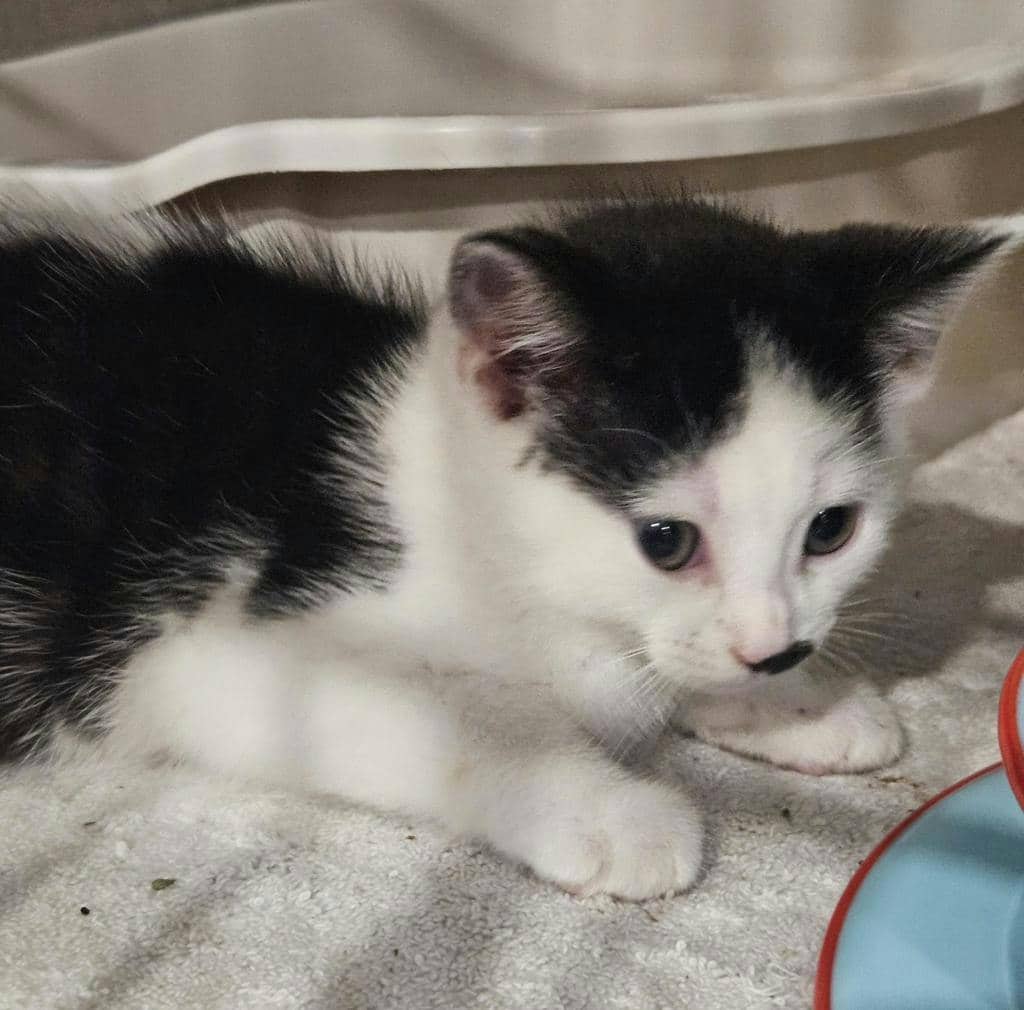 Koala - Domestic Short Hair cat available for adoption at Ontario SPCA (Ottawa Area) in Ottawa