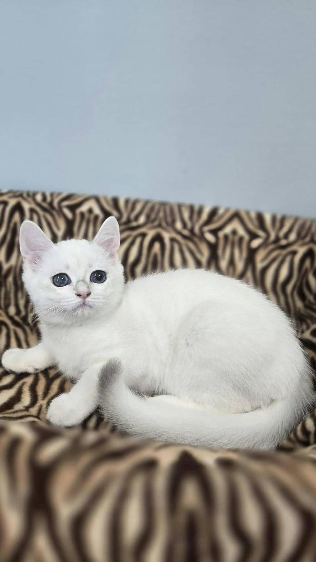 Woolly Bear - British Shorthair cat available for adoption at Ontario SPCA (Central Ontario) in Toronto