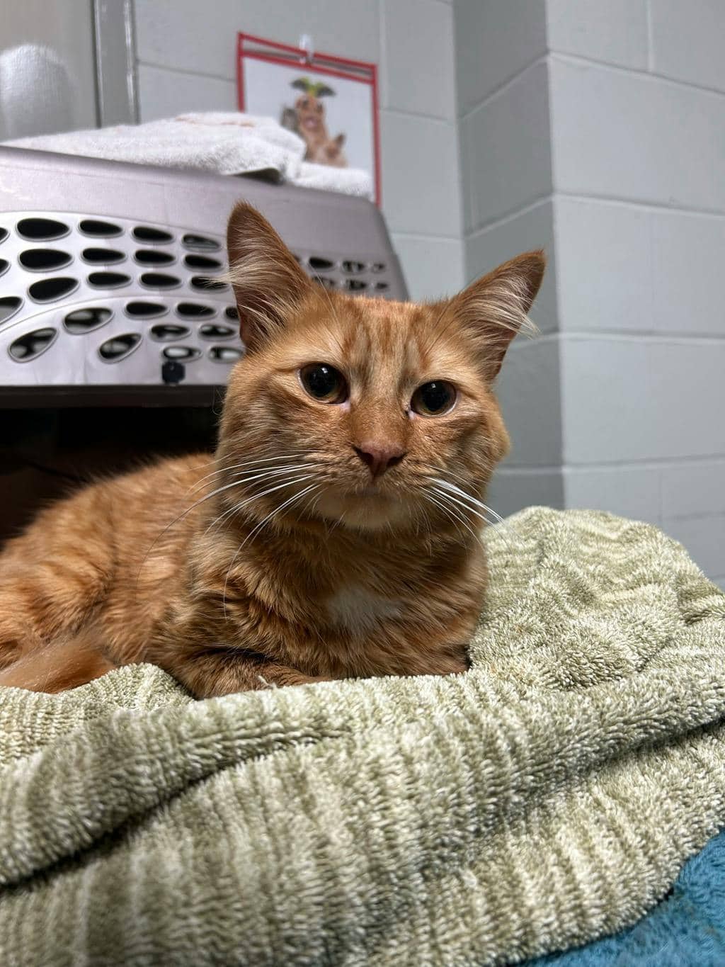 Biscuit - Domestic Longhair cat available for adoption at Ontario SPCA (Central Ontario) in Toronto