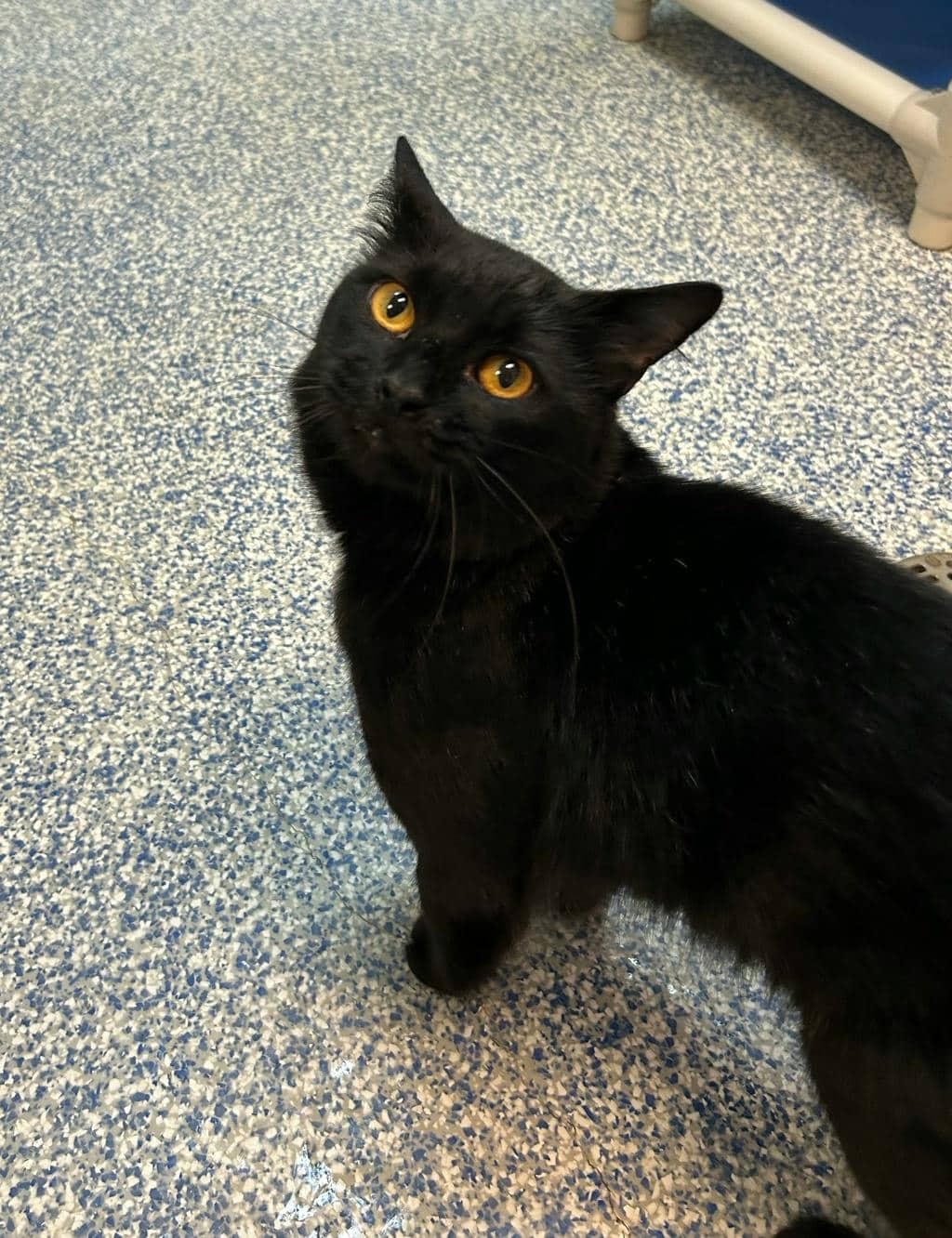 Curly - Domestic Medium Hair available for adoption
