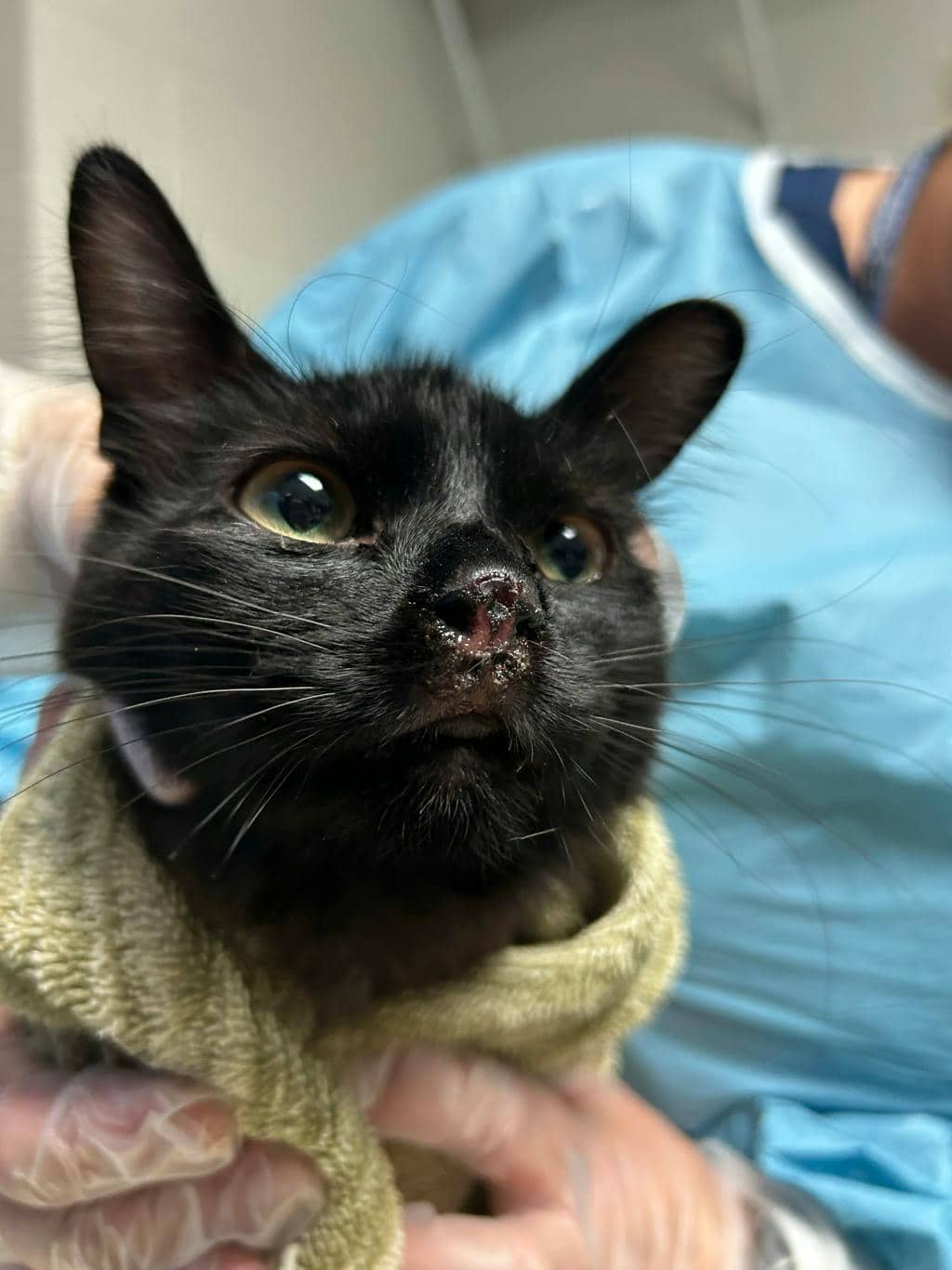 Sweet Pea - Domestic Longhair available for adoption
