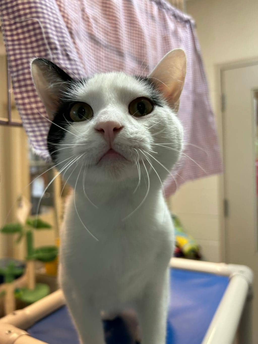 Bun Bun - Domestic Short Hair available for adoption