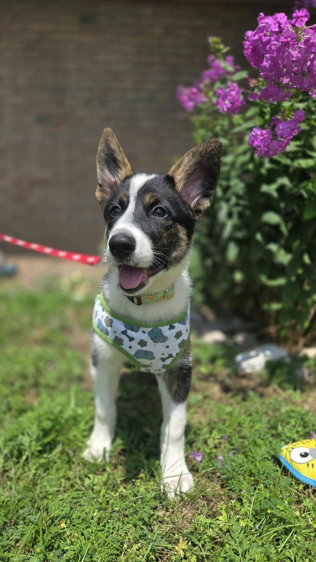 June Bug - Border Collie available for adoption at Ontario SPCA (Central Ontario) in Toronto