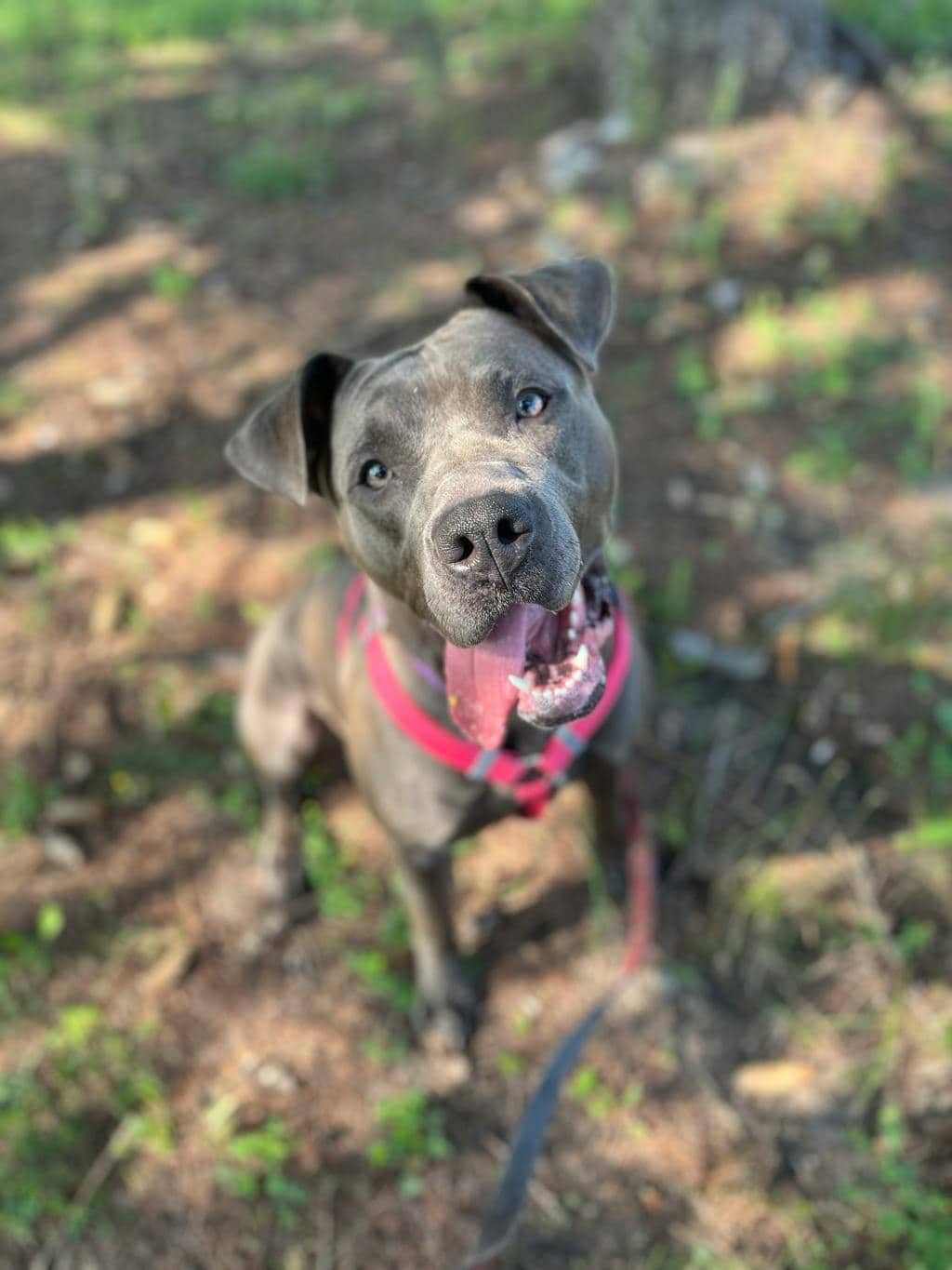 Honey Bee - American Bulldog available for adoption