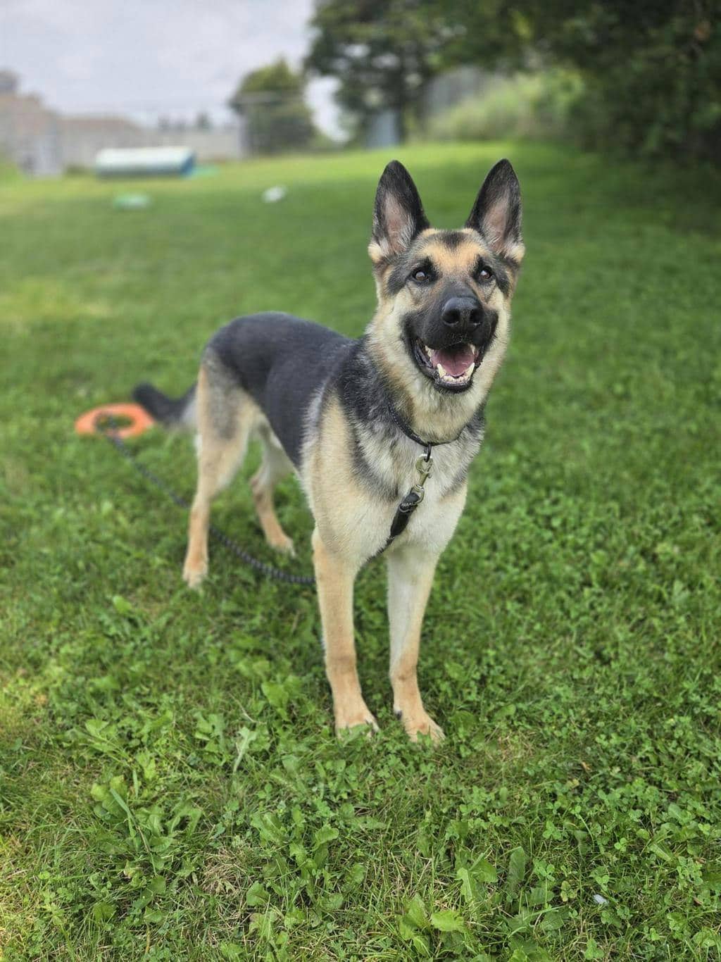 Niko - Shepherd available for adoption at Ontario SPCA (Toronto Area) in Toronto