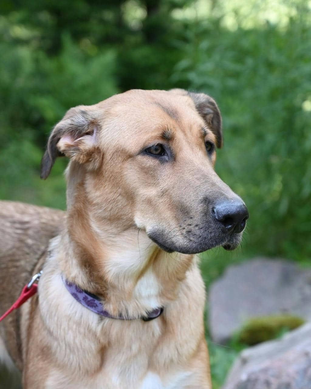 Angel - Collie Smooth available for adoption