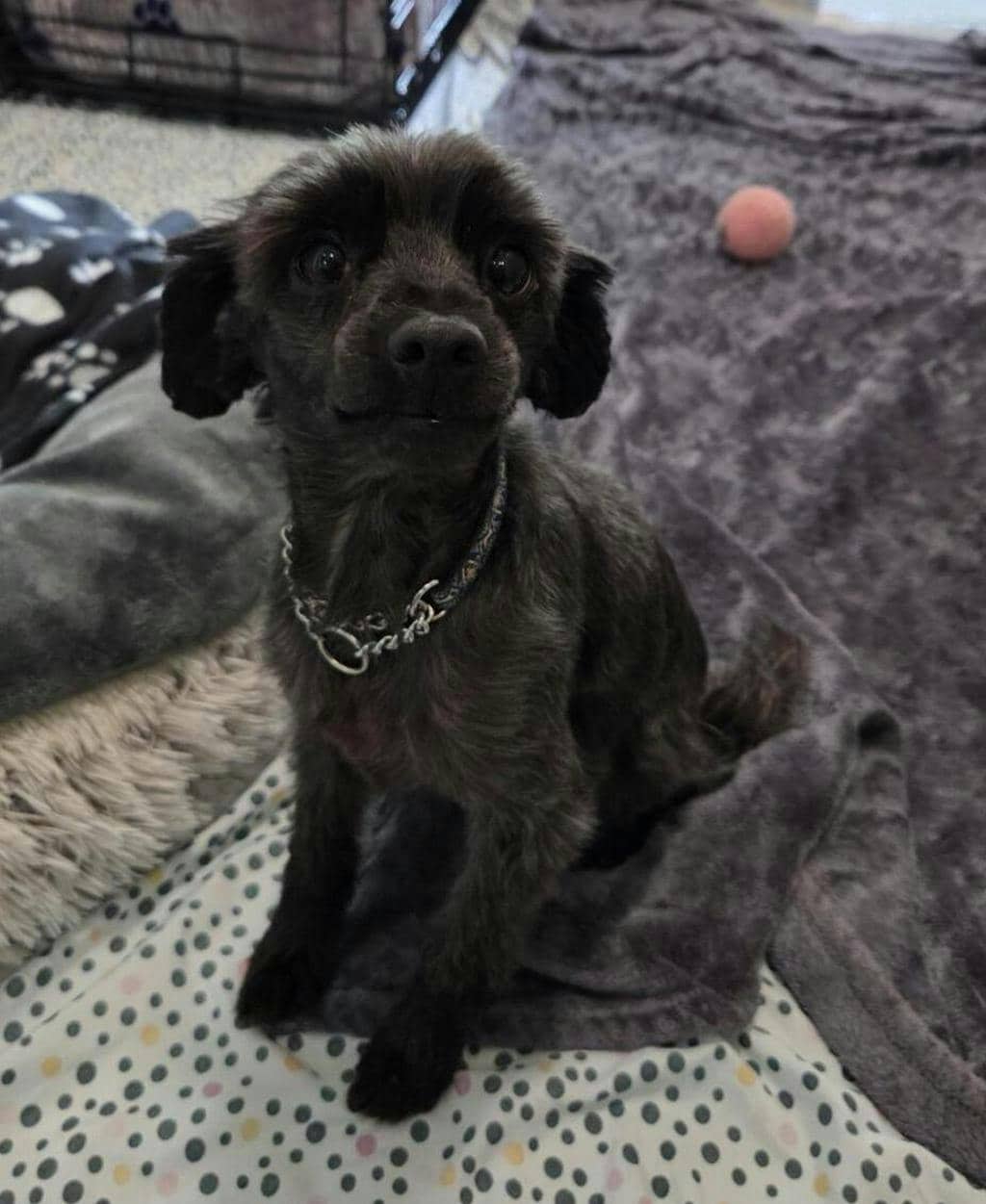 Luna - Yorkshire Terrier available for adoption at Ontario SPCA (Central Ontario) in Toronto