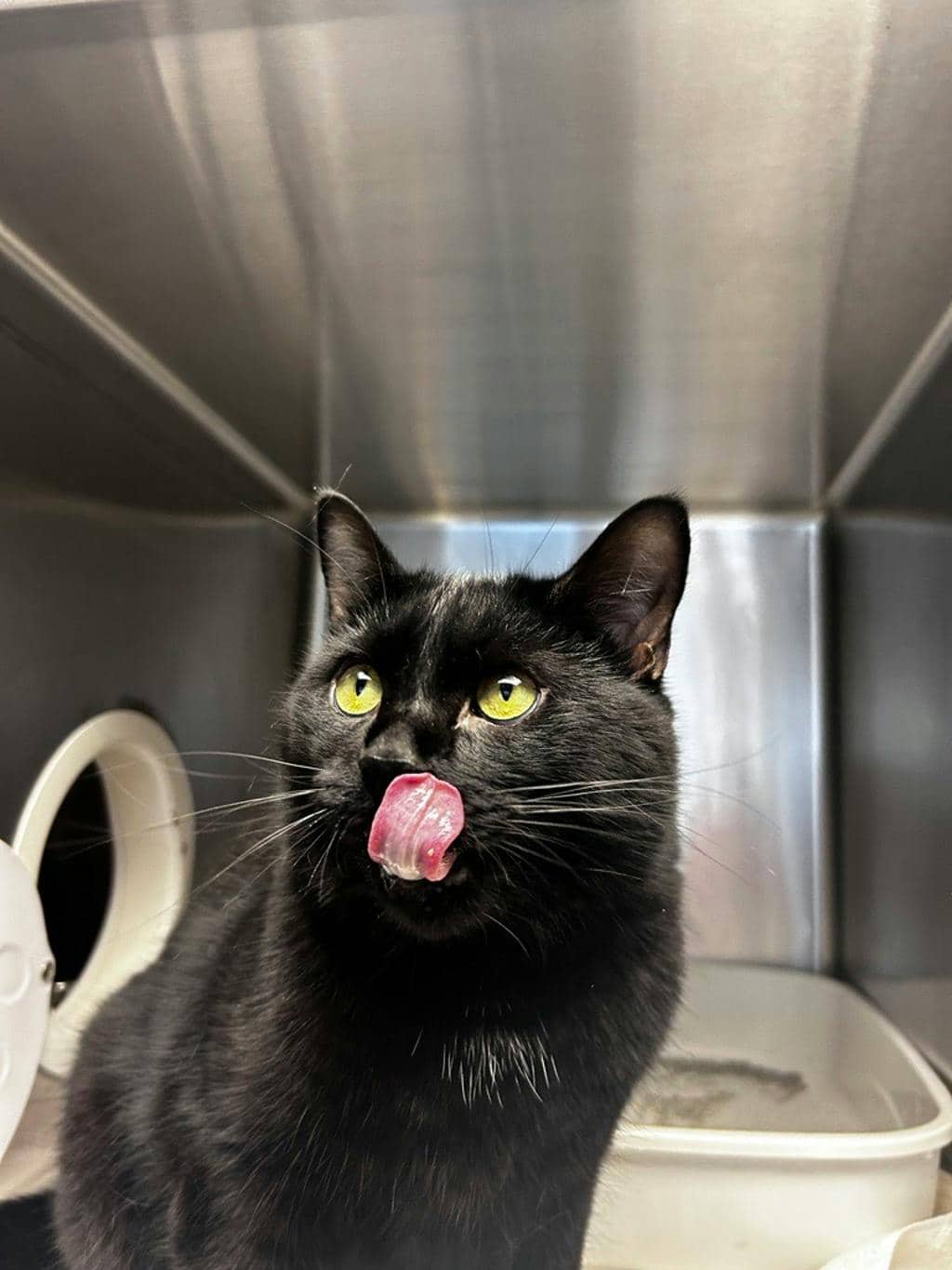 Italian Wedding - Domestic Short Hair available for adoption