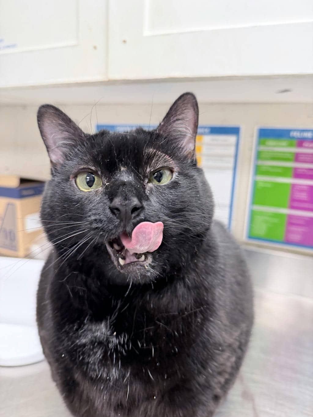 Chanel - Domestic Short Hair cat available for adoption in Calgary