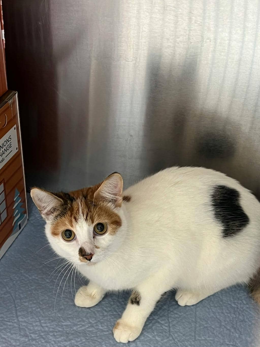 Cheyenne - Domestic Short Hair available for adoption