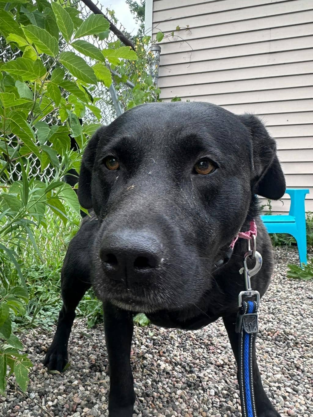 Rico - Labrador available for adoption
