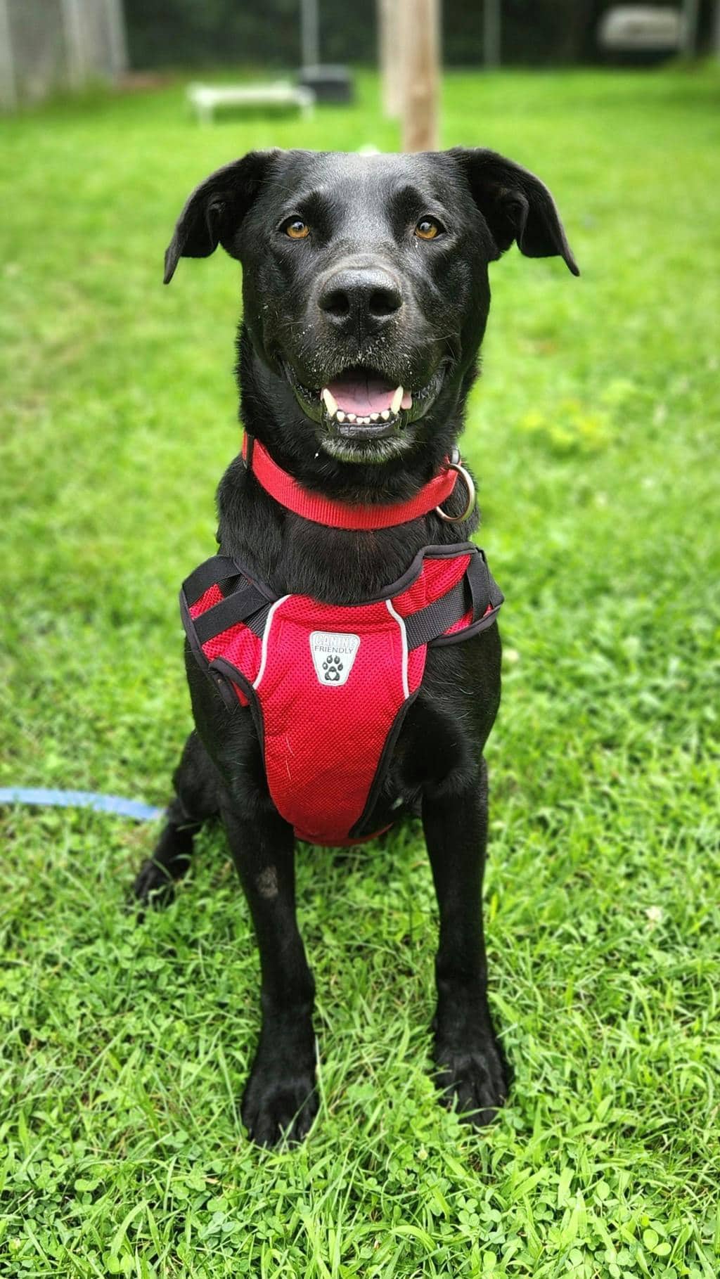 Rico - Labrador available for adoption
