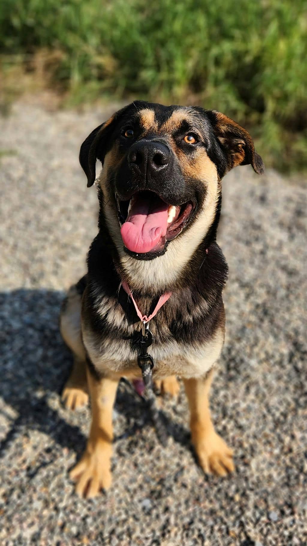 Butch - German Shepherd available for adoption