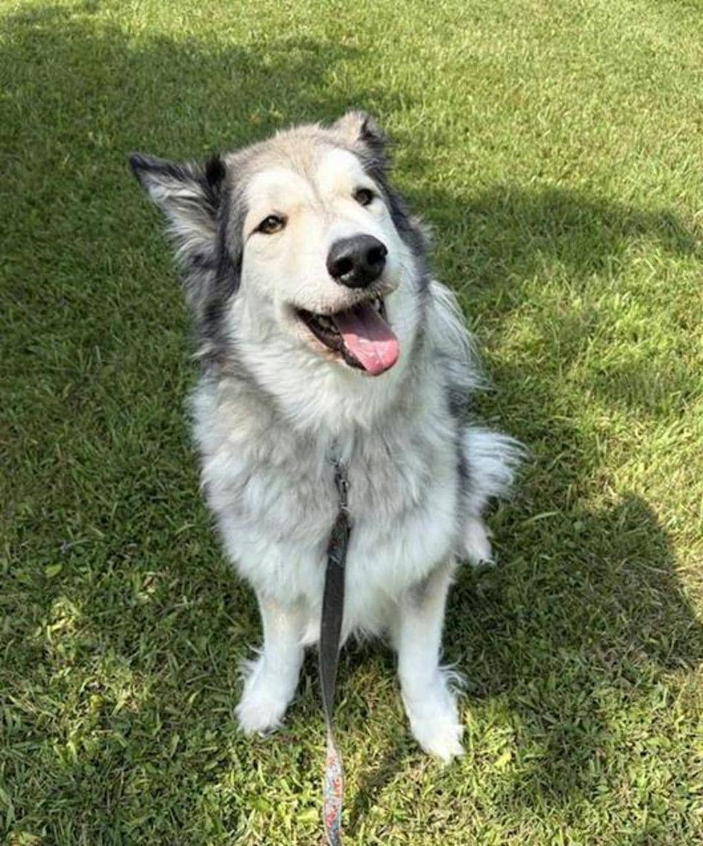 Blue - Alaskan Malamute available for adoption