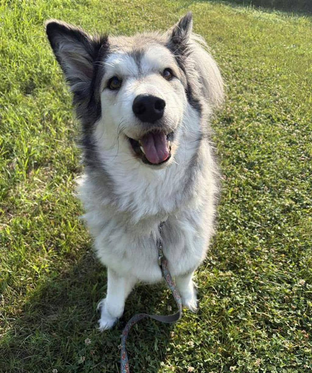 Blue - Alaskan Malamute available for adoption at Ontario SPCA (Central Ontario) in Toronto
