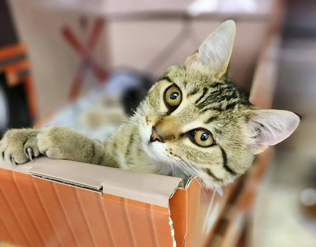 Lima Bean - Domestic Short Hair available for adoption