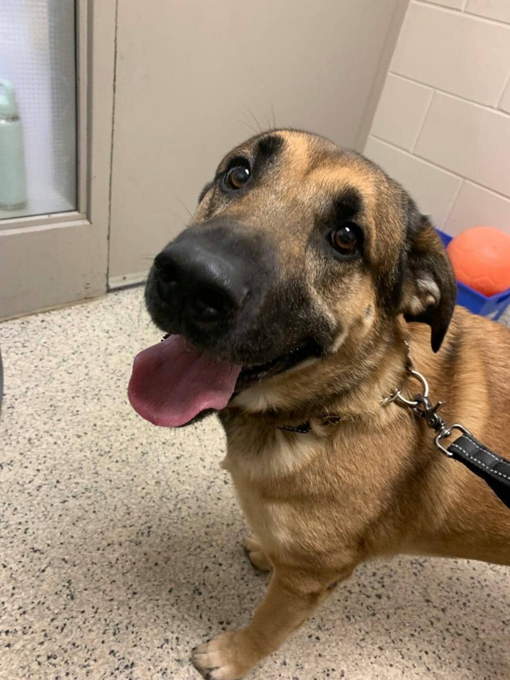 Odin - Shepherd available for adoption