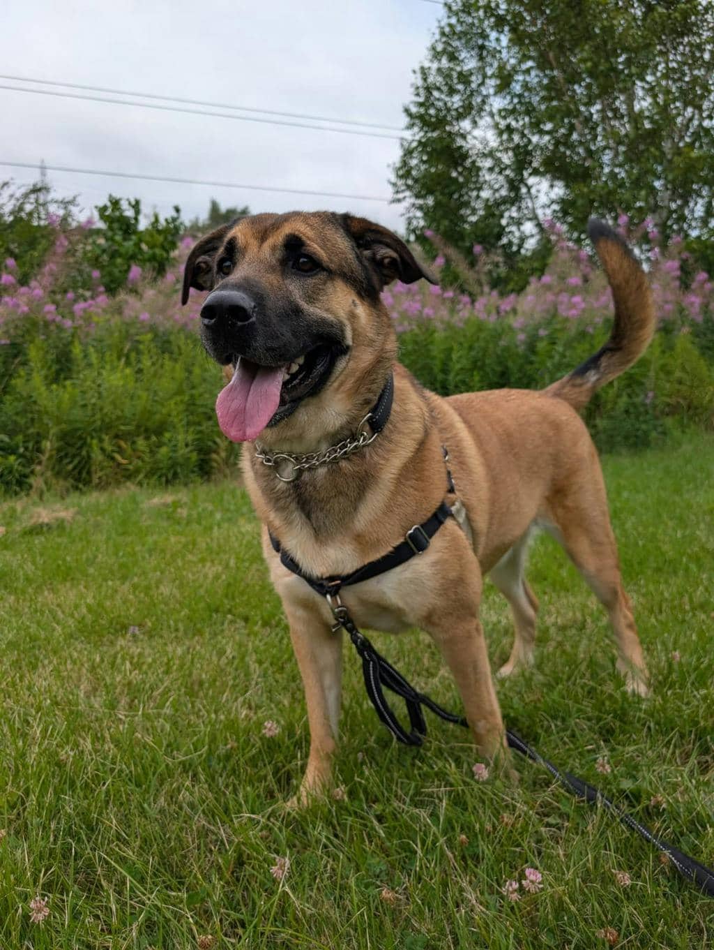Odin - Shepherd available for adoption