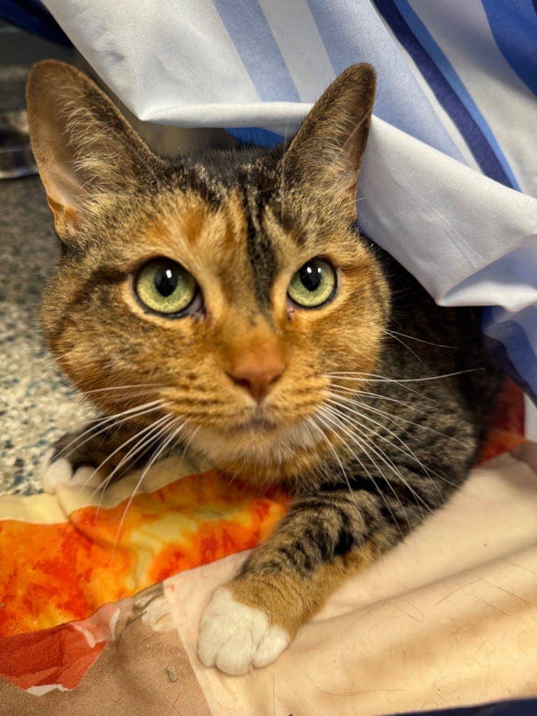 Missy - Domestic Short Hair available for adoption