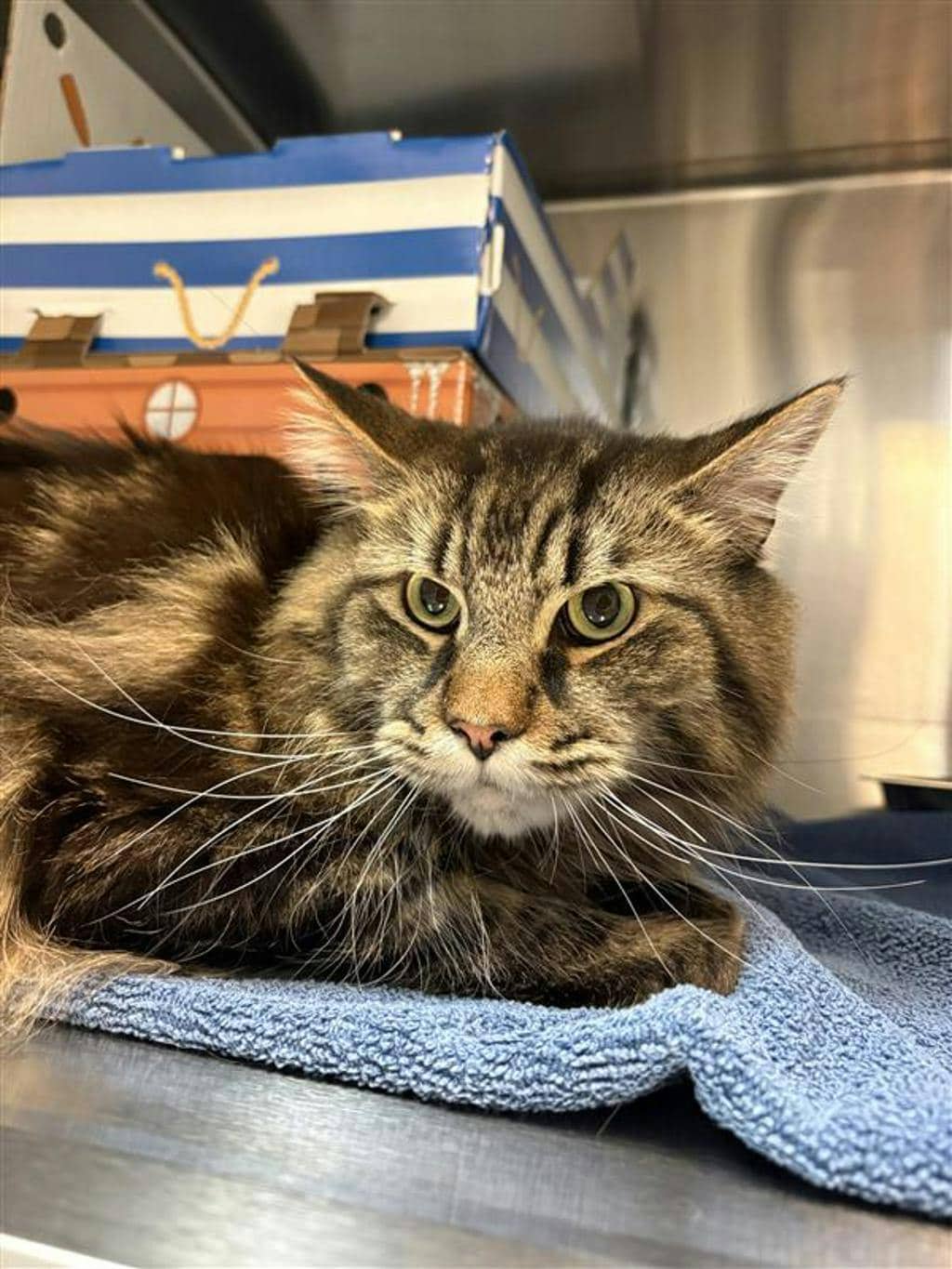 Sunshine - Maine Coon available for adoption