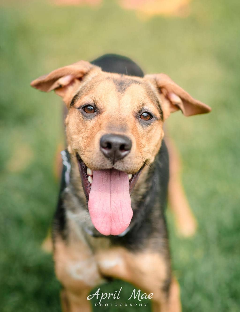 Precious - Shepherd available for adoption