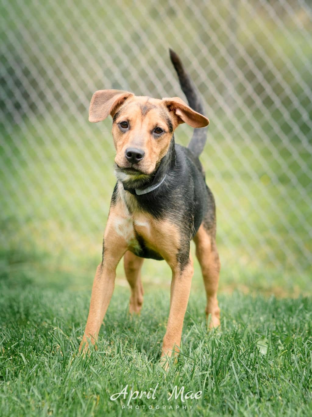 Precious - Shepherd available for adoption