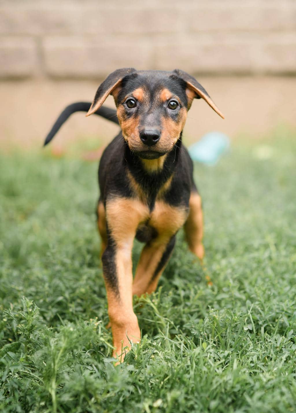 Levi(fta) - Shepherd available for adoption